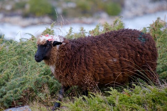Sheep near Base Camp of Bezengi, Kabardino Balkaria, Russia