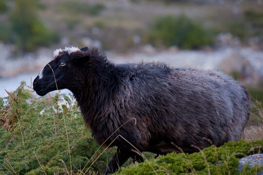 Sheep near Base Camp of Bezengi, Kabardino Balkaria, Russia