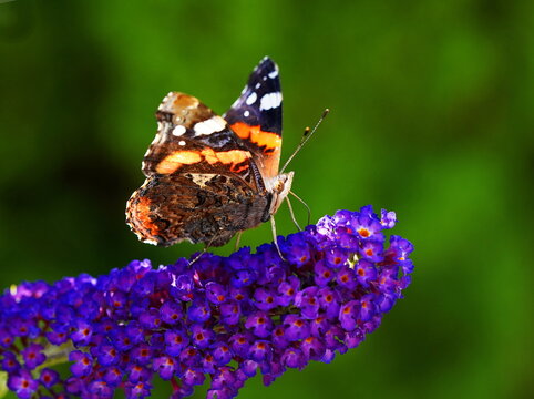 summer in the garden