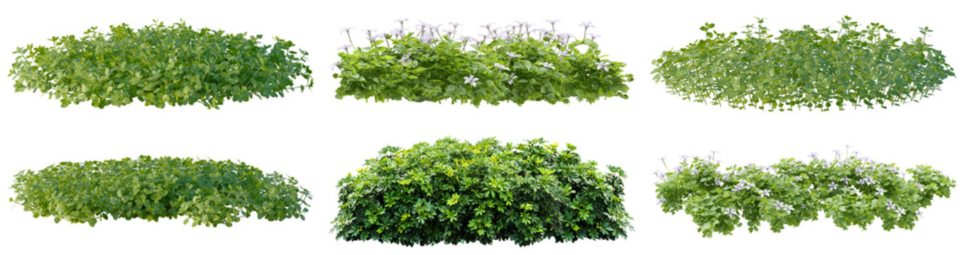 collection of six isolated lush green garden bushes and flowering hedges, showcasing diverse foliage and small white blossoms, on transparent background.