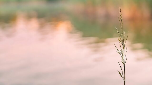 grass in the wind