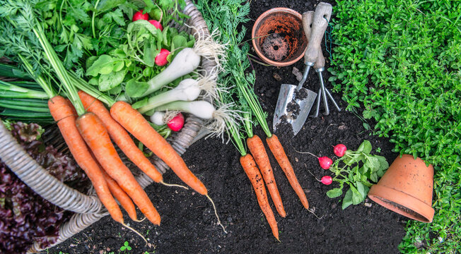 top view on bunch of organic carrots, oinions and radish in a basket harvest in garden on the dirty ground with gardening tools