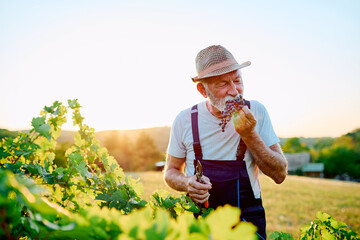 Senior winemaker enjoying fresh grapes directly from vine during late summer harvest at sunset, representing tradition and quality © we.bond.creations