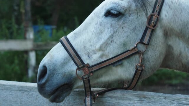 Close up portrait of a white horse head in a halter standing near a wooden fence on a rural farm. The animal calmly looks around, chews, and shakes its head on a warm summer day