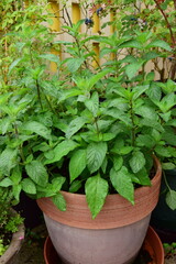 Fresh mint leaves at the garden © AmalliaEka