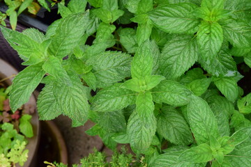 Fresh mint leaves at the garden © AmalliaEka