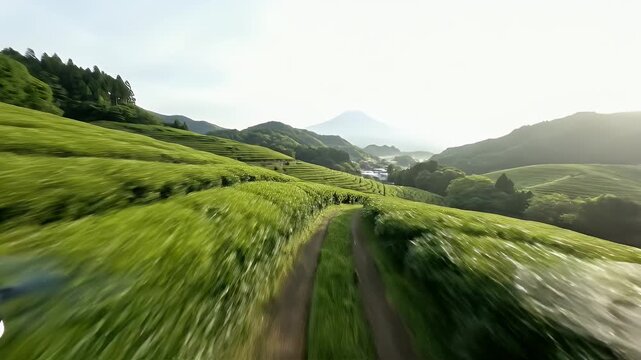 Scenic drone footage of lush green tea plantations cascading down rolling hills in the morning mist