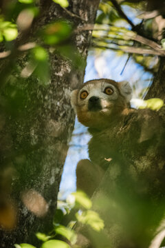 View of a lemur perched in a tree within the lush foliage of the Reserve speciale d'Ankarana, Diana, Madagascar.
