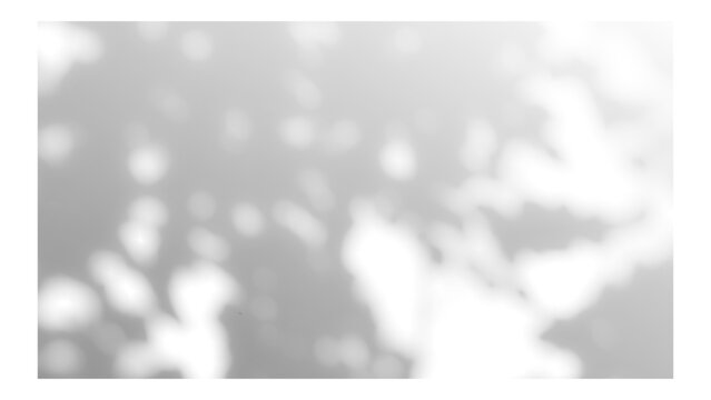 Frame with tree and leaf shadows, featuring grain and noise texture on a transparent background for your mockup