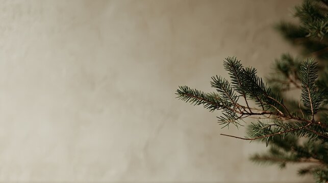 Gentle evergreen branch against a soft, textured neutral background