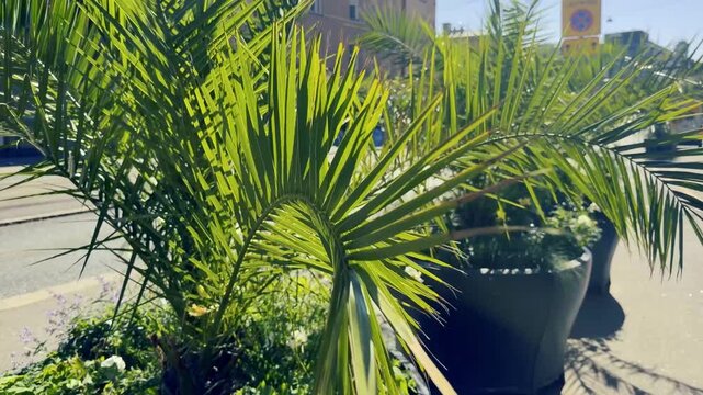 Potted Palm Trees Lining a Summer City Street at Helsinki Kallio 
