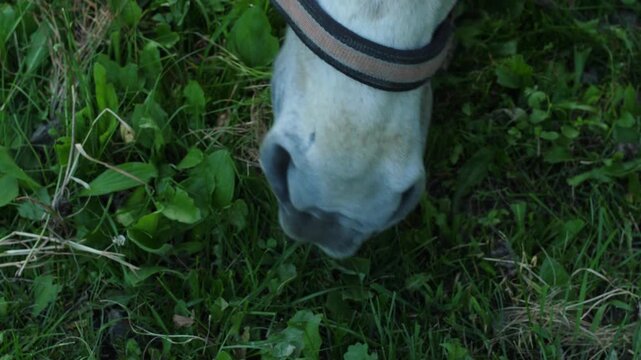 Top view close up of a white horse muzzle in a halter grazing on fresh green grass in a meadow. The animal peacefully eats outdoors on a warm summer day