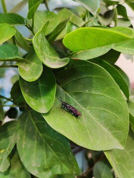 on leaf