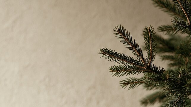 Close-up of dark green evergreen branches against a neutral textured background