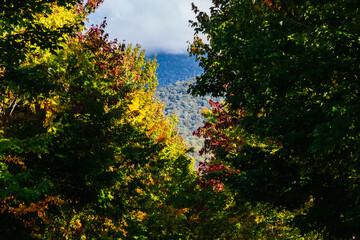 Fototapeta premium Autumn trees frame view of forested mountains in Buckland Valley Victoria Australia