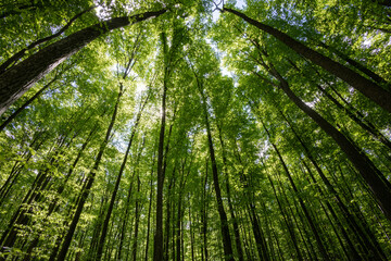 Obraz premium forest trees. nature green wood sunlight backgrounds.