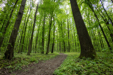 Obraz premium forest trees. nature green wood sunlight backgrounds.