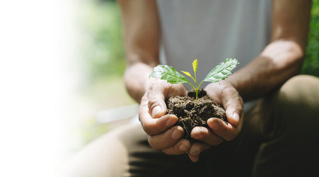 Close-up of human hands gently holding a young green plant sapling growing in rich soil, symbolizing growth, environment, and sustainability.