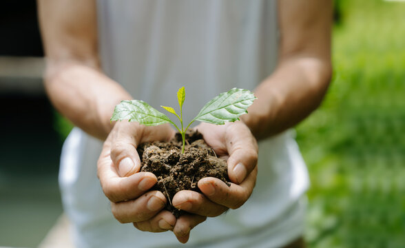 Close-up of human hands gently holding a young green plant sapling growing in rich soil, symbolizing growth, environment, and sustainability.