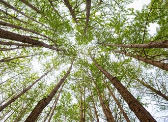 Fototapeta premium Low angle view Forest tree trunks Green canopy Sky natural background Environmental concept