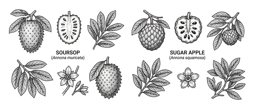 Vintage Soursop and Sugar Apple Fruit Illustrations