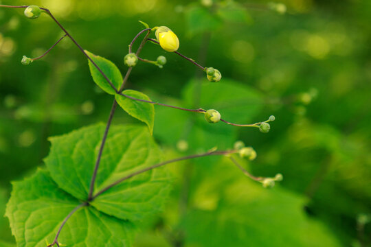 Wachsglocke 'Kirengeshoma palmata'