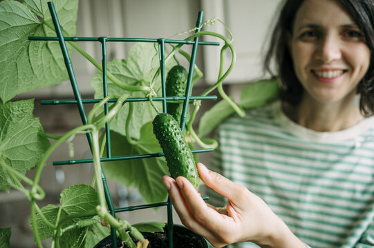 Woman touches a growing cucumber on an indoor windowsill trellis