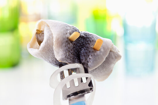 Pickled herring on fork, close up