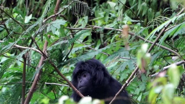 Trachypithecus auratus (ebony lutung, Javan langur, Javan lutung, lutung jawa) on the tree.