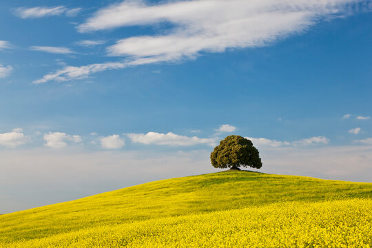 Italy, Tuscany, View of single deciduous tree in rape field