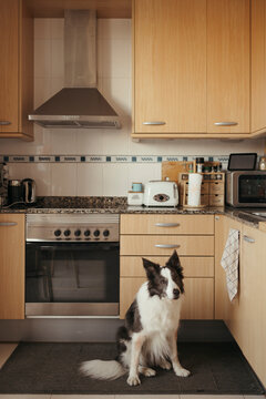 A border collie sits on a mat in a modern wooden kitchen