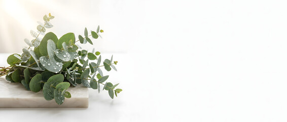 Fresh Eucalyptus Leaves on White Marble Background with Copy Space