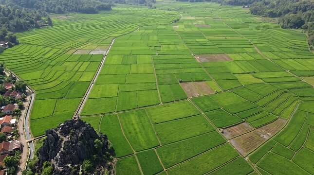 Aerial view of expansive green rice field terraces and rocky hill