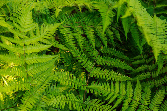 Rotschleier-Farn (Dryopteris erythrosora)