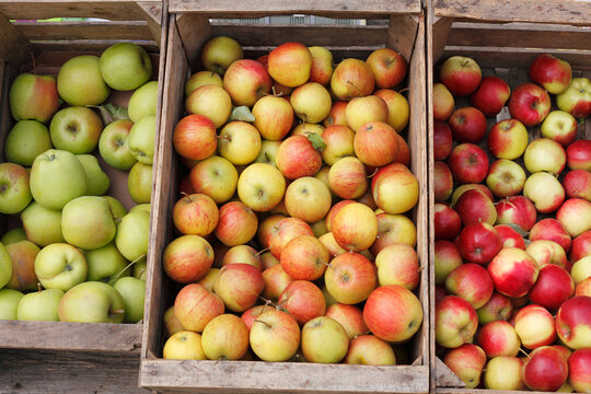 Austria, Lower Austria, Wachau, Apples in wooden box