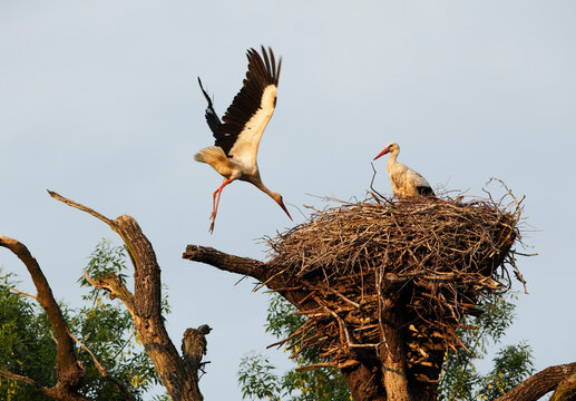 Austria, Lower Austria, Weinviertel, Marchegg, View of white storks in nest