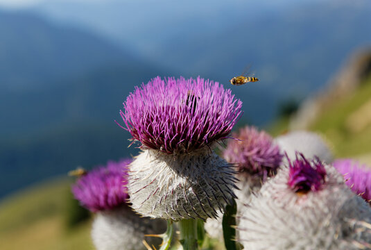 Germany, Bavaria, Mangfall Mountains, Woolly thistle (Cirsium eriophorum)