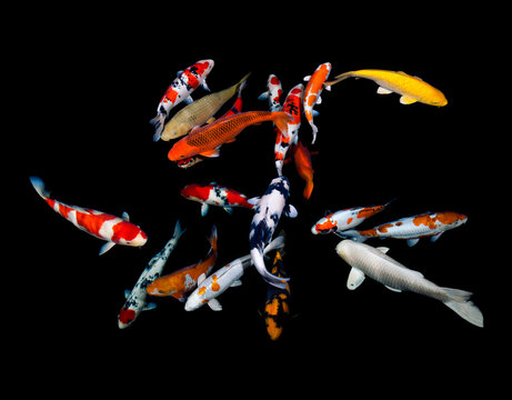Different coloured kois in a pond