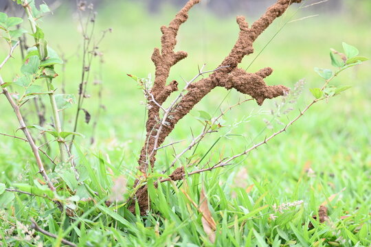 Termite mud tubes covered dry plant branches in green fields. The termites construct a soil nest around the twig and gradually consume it. This structure resembles the twig itself.