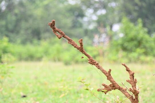Termite mud tubes covered dry plant branches in green fields. The termites construct a soil nest around the twig and gradually consume it. This structure resembles the twig itself.