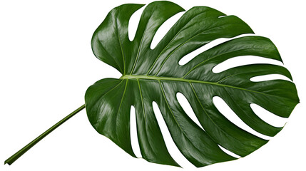 Large green monstera deliciosa leaf with natural holes, isolated on transparent background © Petra
