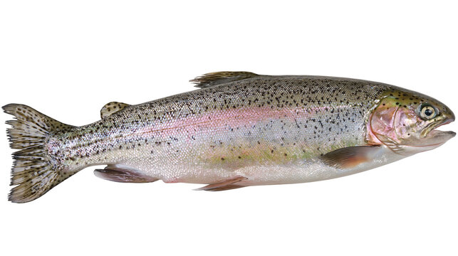 Fresh rainbow trout fish with pink stripe and black spots, isolated on transparent background