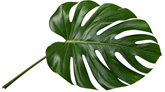 Large green monstera deliciosa leaf with natural holes, isolated on transparent background