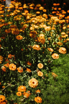 Yellow Chrysanthemum flowers in a summer field