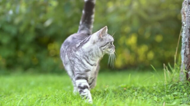 A playful gray tabby cat walks gracefully through a lush green garden, showcasing its.