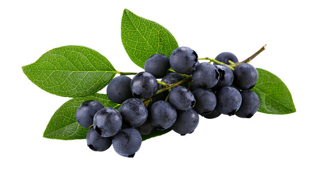 Fresh blueberries with green leaves, isolated on transparent background