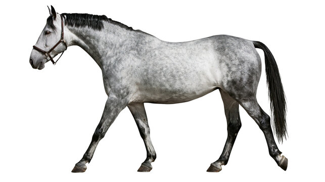 Dappled grey horse with dark mane and tail wearing a halter, isolated on transparent background