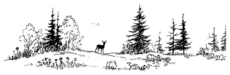 Obraz na płótnie Canvas Deer standing in forest meadow with pine trees and wildflowers ink sketch style