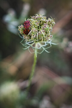 Two striped shield bugs (Graphosoma italicum) mating on a wild carrot flower umbel near Gotha, Thuringia, Germany
