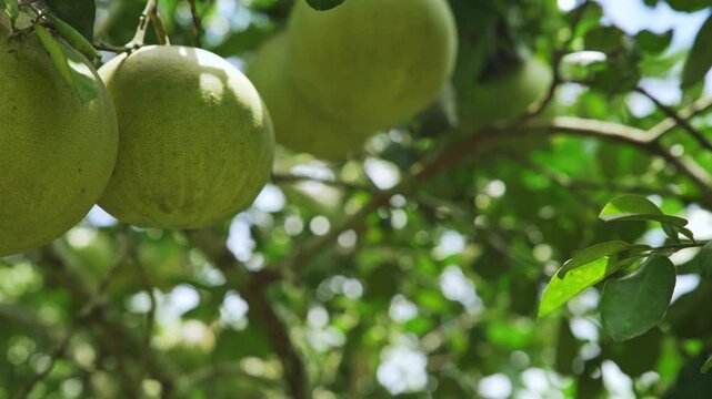 GI Wiang Kaen Pomelo Growing in Orchard, Chiang Rai, Northern Thailand, 4K Video Footage